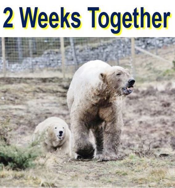 Two weeks together polar bears