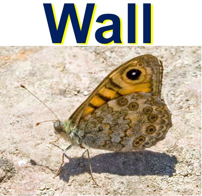 Wall Butterfly