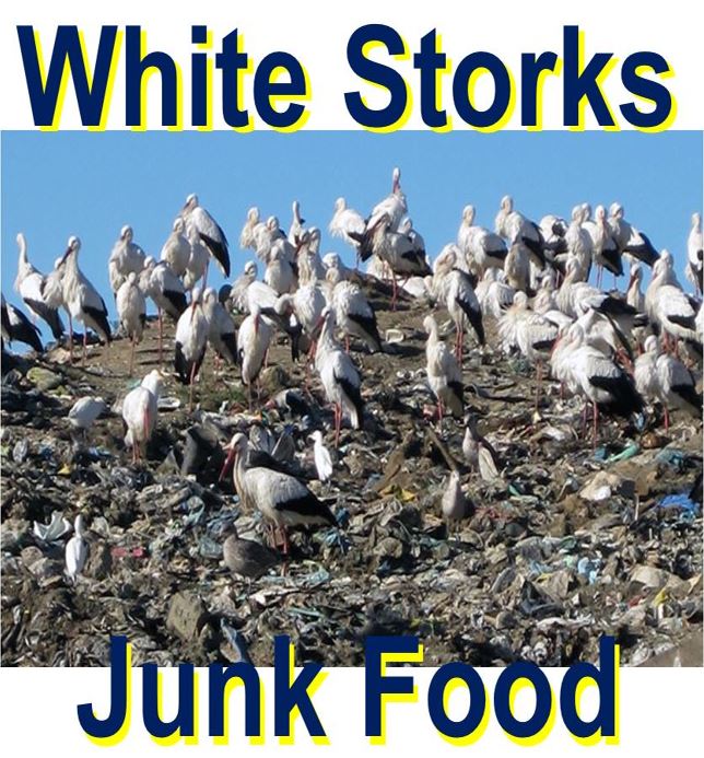 White storks love junk food