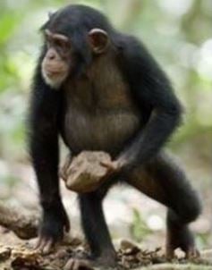 Why are chimpanzee doing rituals with stones