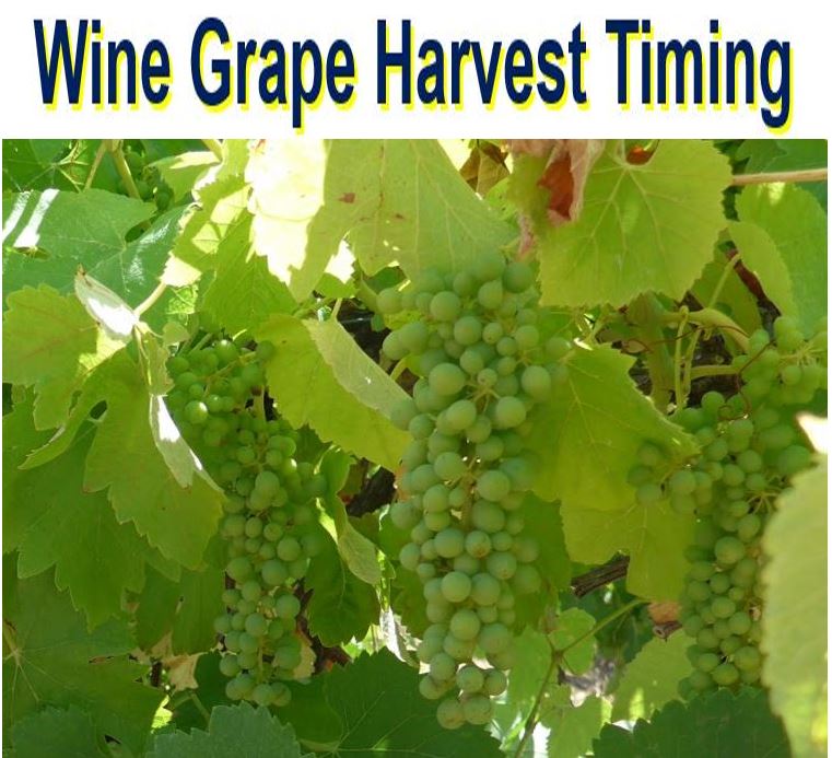 Wine grape harvest timing