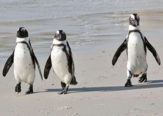 African Penguin