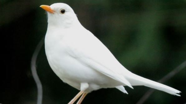 Albino Male Blackbird