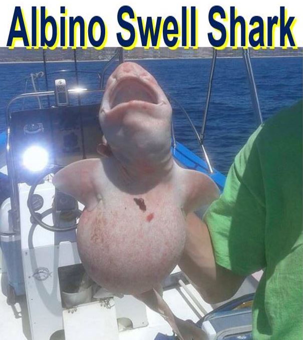 Albino Swell Shark