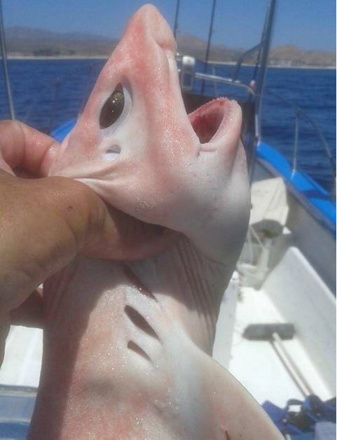 Albino swell fish held up for photo