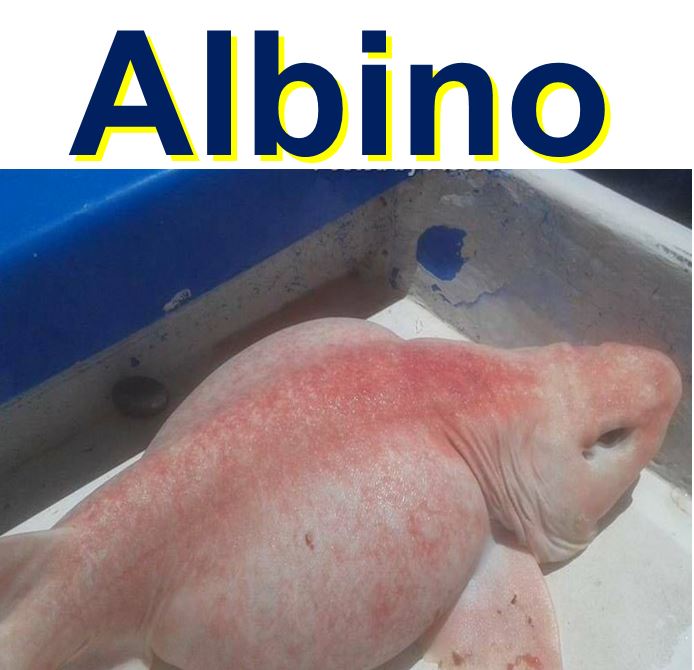 Albino swell shark that frightened fisherman