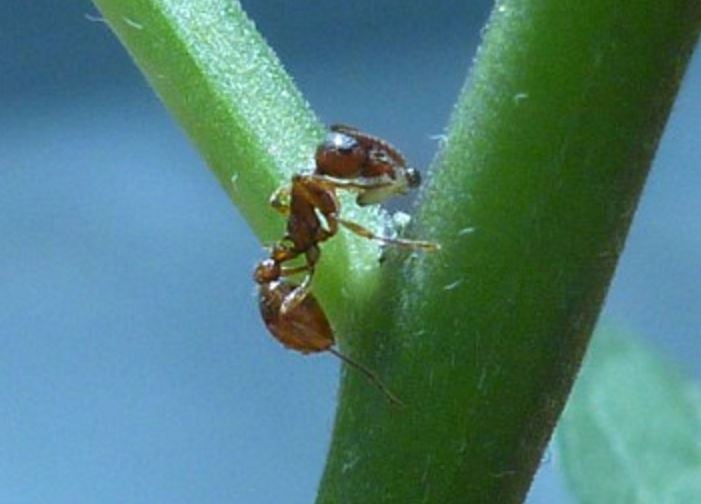 Ants eat beetle larvae