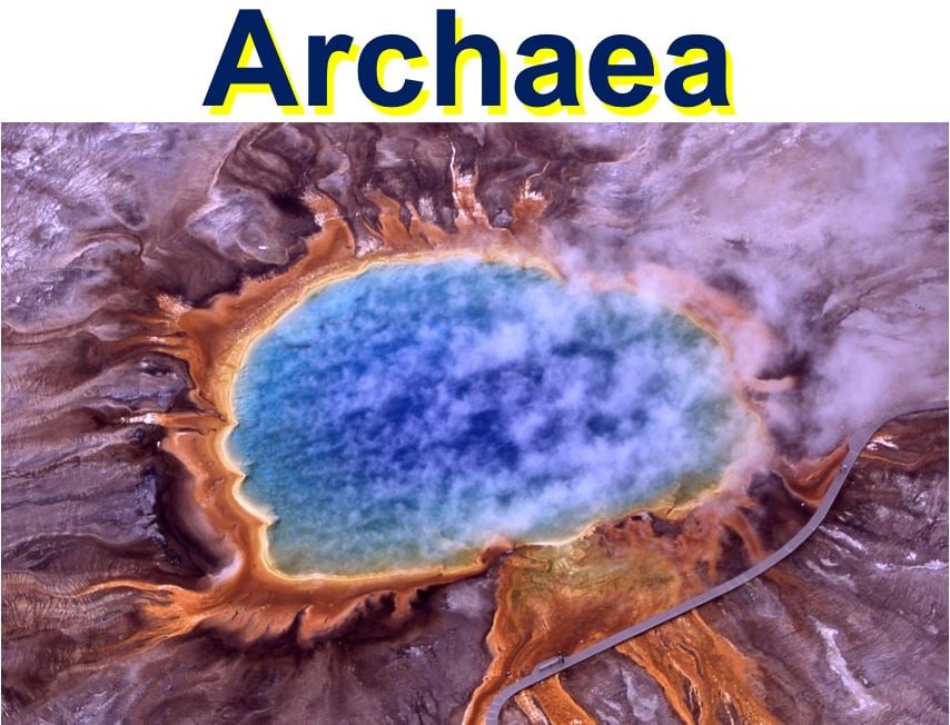 Archaea