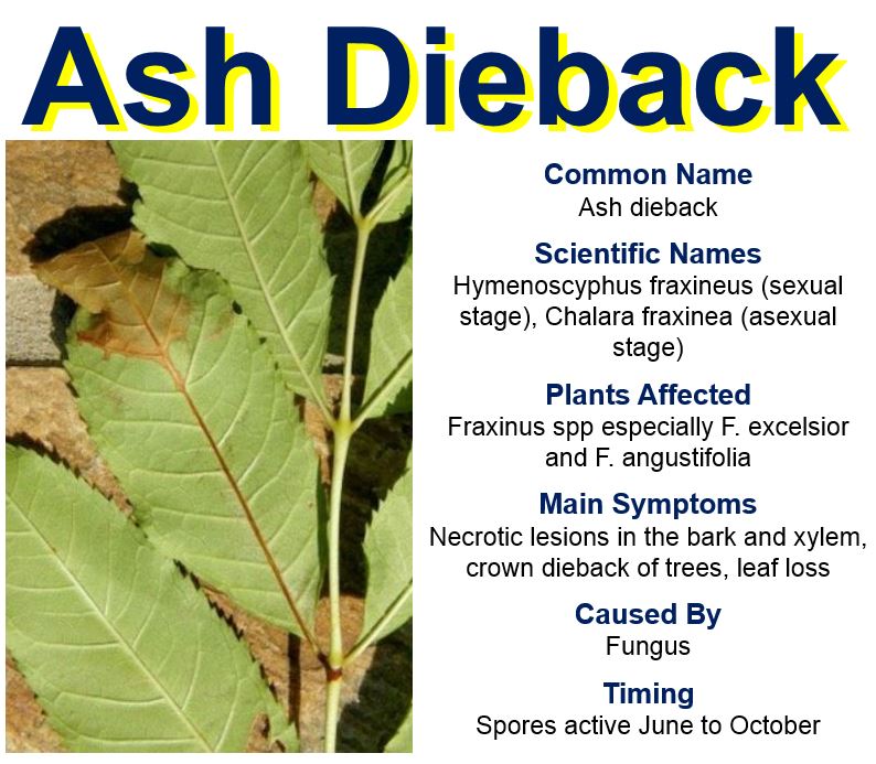 Ash Dieback Disease