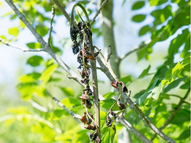 Ash Dieback Symptoms