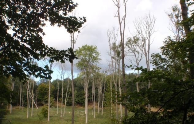 Ash dieback in Sweden