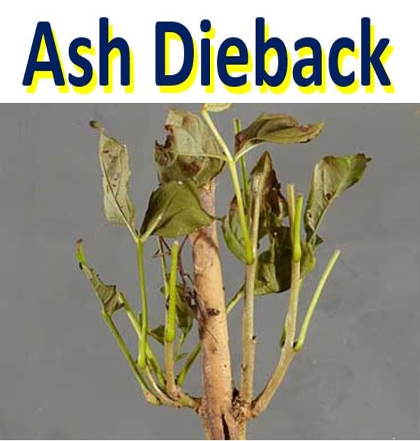 Ash dieback