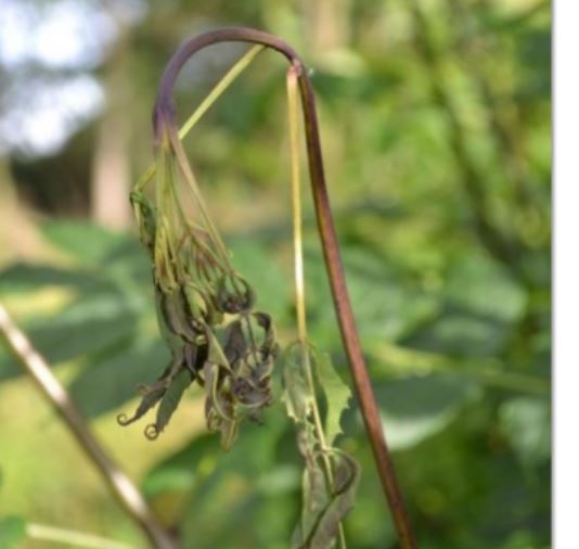 Ash leaves wilting