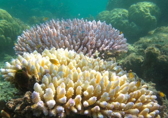 Bleached Branching Acropora