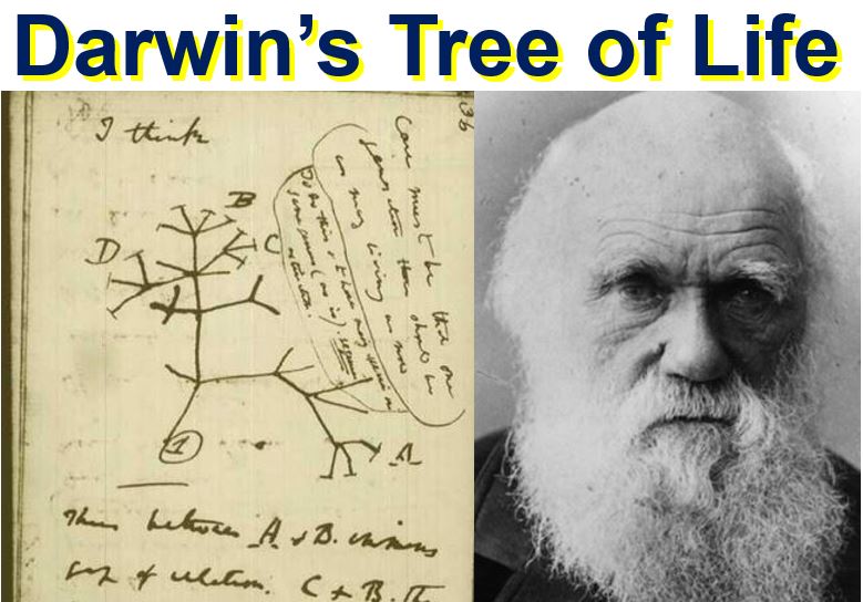 Charles Darwin made first Tree of Life