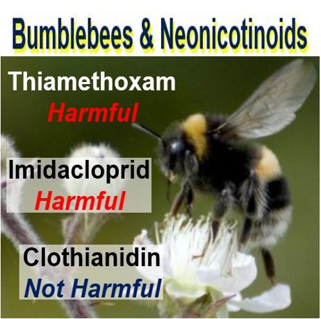 Clothianidin not harmful for bees