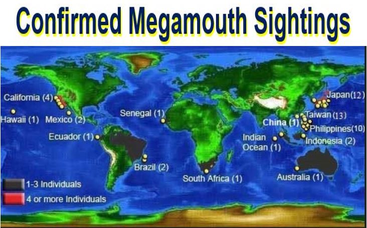 Extremely rare Megamouth Shark caught off coast of Japan - Market Business  News