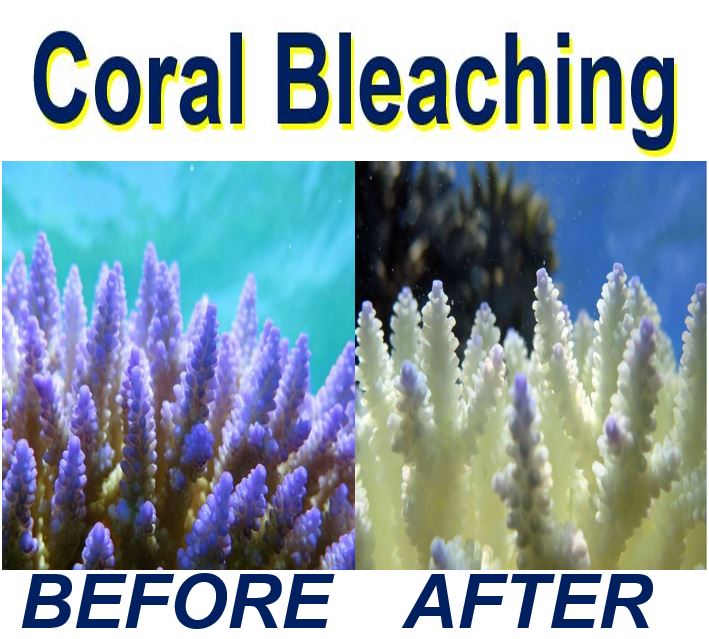 Coral bleaching before and afterwards