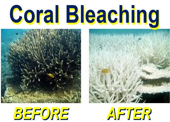 Coral bleaching