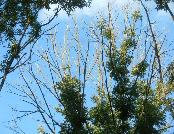 Crown dieback in mature ash trees