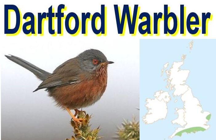 Dartford Warbler