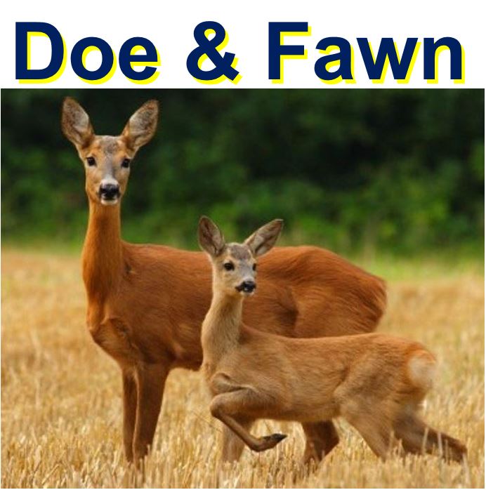 Doe and Fawn