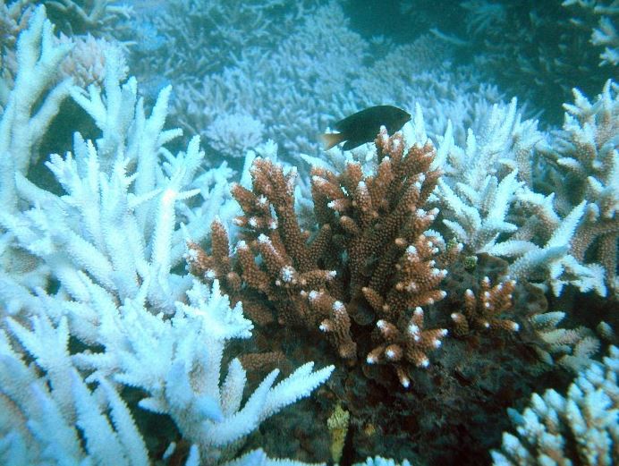 Fish swim among bleached corals