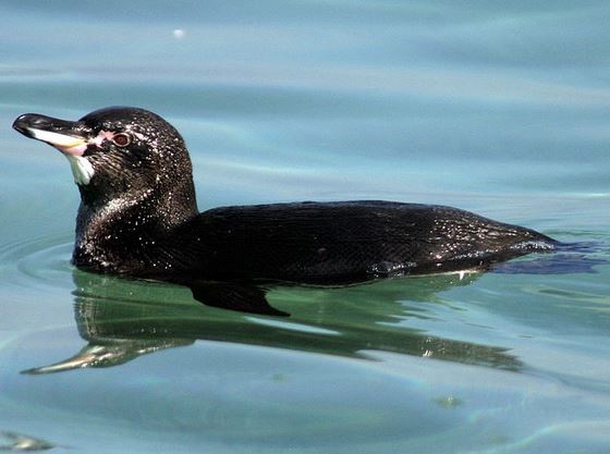 Galapagos penguin