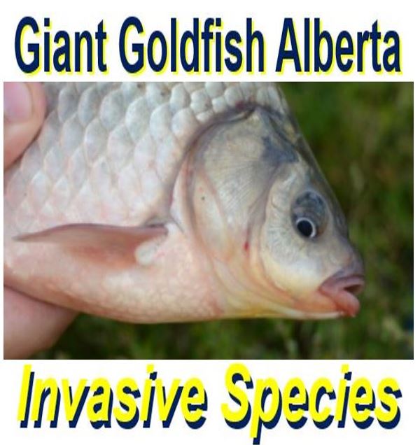 Giant goldfish invasion in Alberta