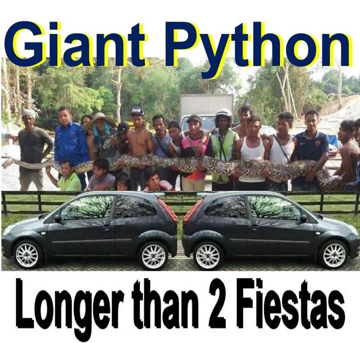 Giant python