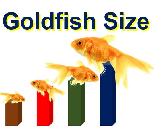 Goldfish size