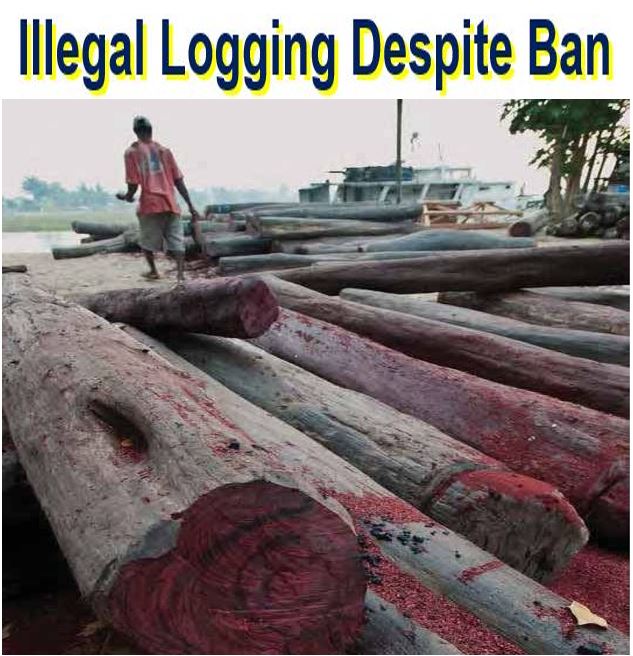 Illegal logging despite ban in Madagascar