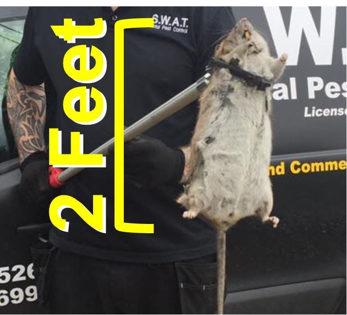 Mega giant rat caught