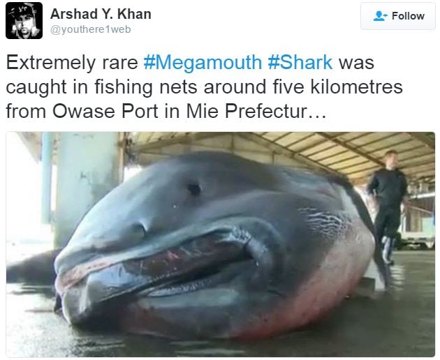 Megamouth shark with man next to it