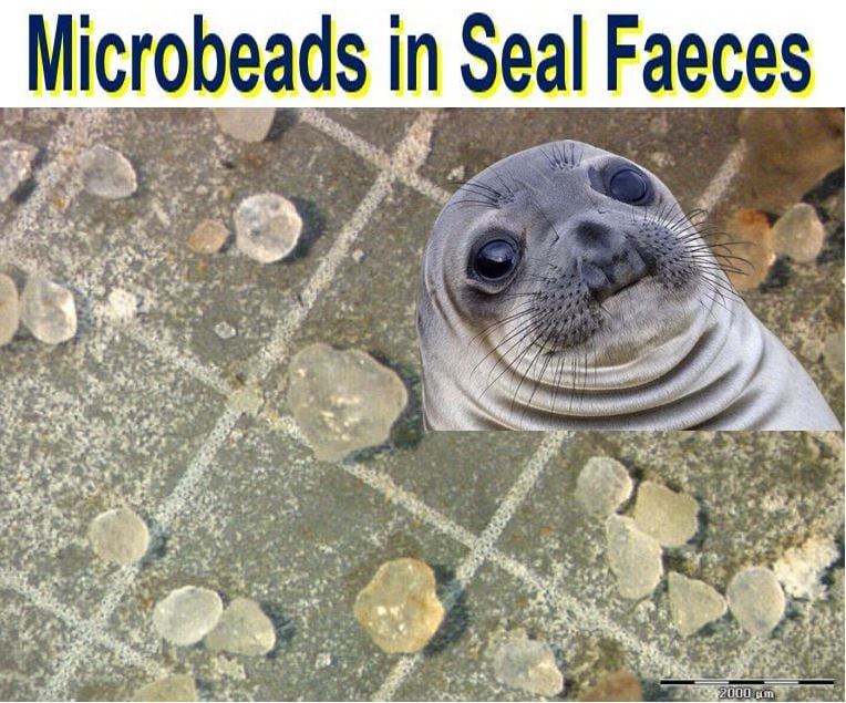 Microbeads in seal faeces