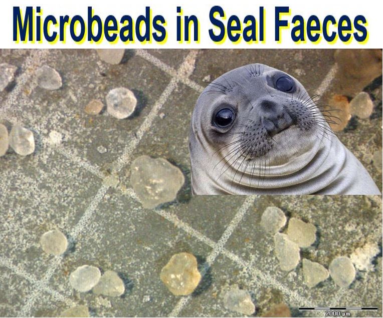 Microbeads in seal faeces