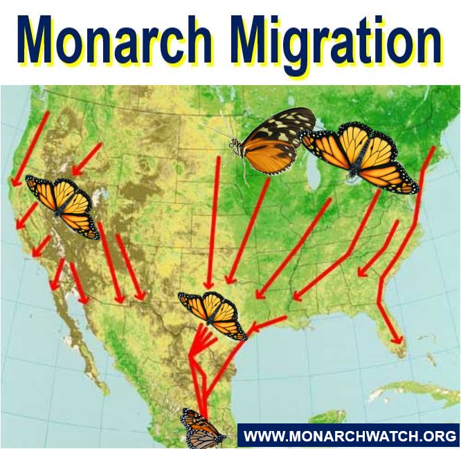 Monarch migration
