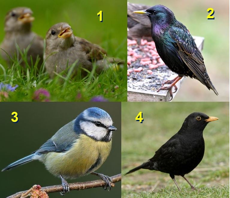 Most common garden birds in UK