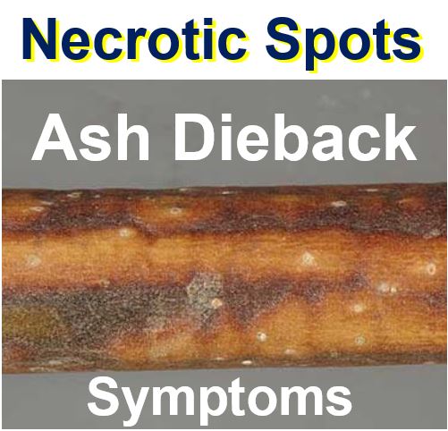 Necrotic spots ash dieback