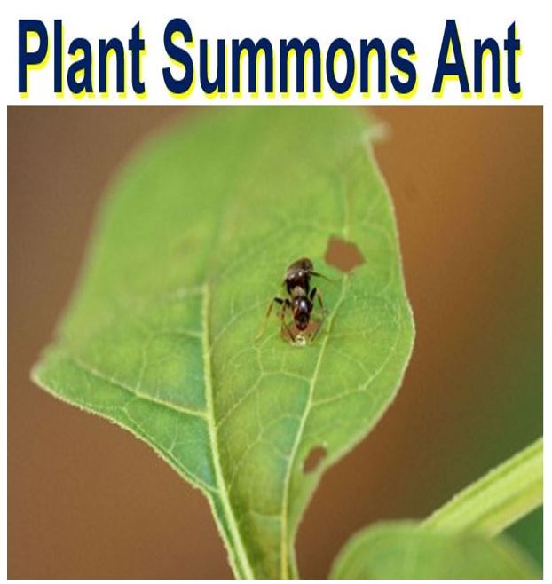 Plant summons ant for protection