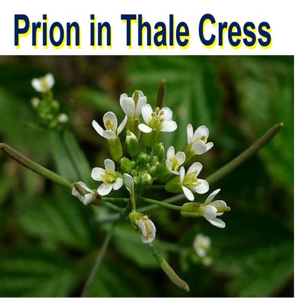 Prion found in thale cress plants