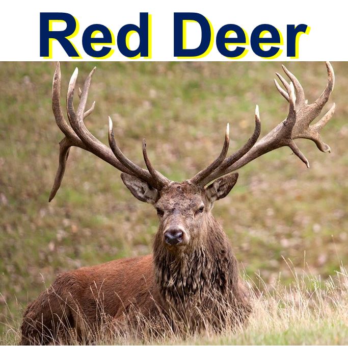 Red Deer