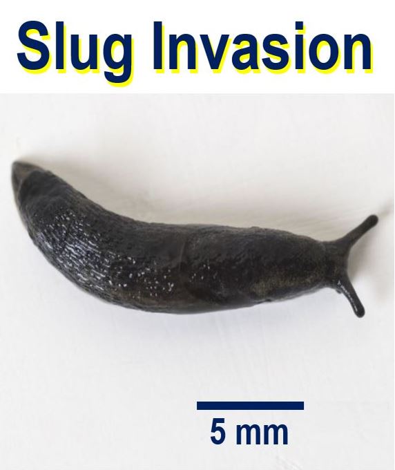 Slug invasion UK gardens