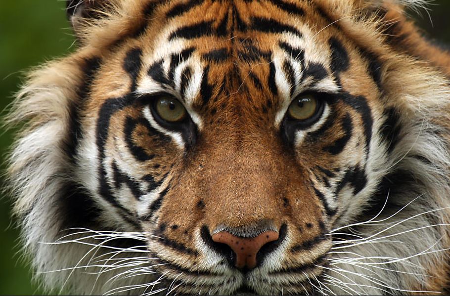 Sumatran Tiger