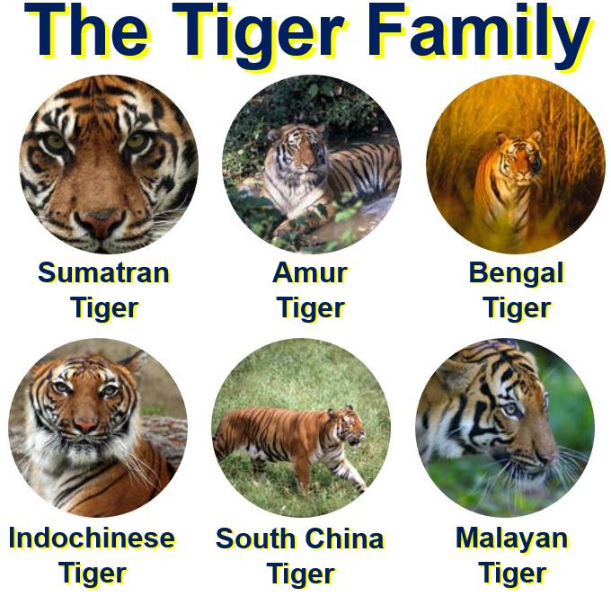 The Tiger Family