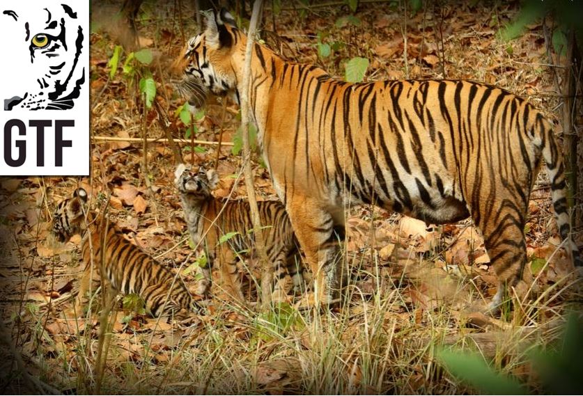 Tiger with cubs