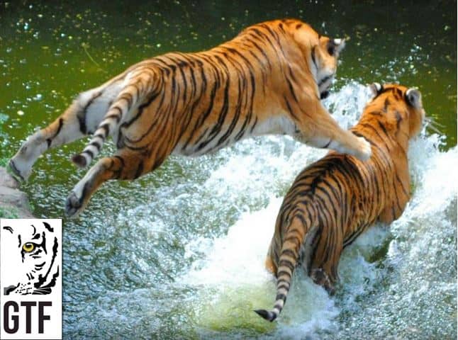 Tigers are excellent swimmers