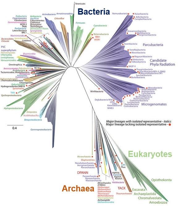 Tree of Life