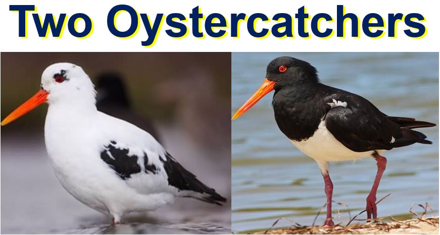 Two oystercatchers