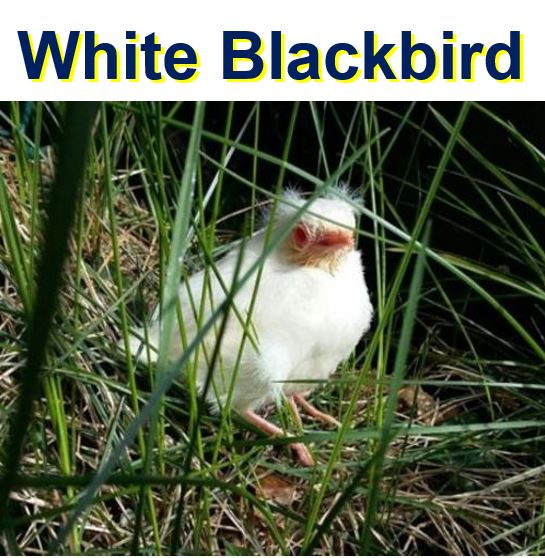 White Blackbird or Albino Blackbird